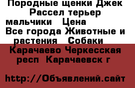 Породные щенки Джек Рассел терьер-мальчики › Цена ­ 40 000 - Все города Животные и растения » Собаки   . Карачаево-Черкесская респ.,Карачаевск г.